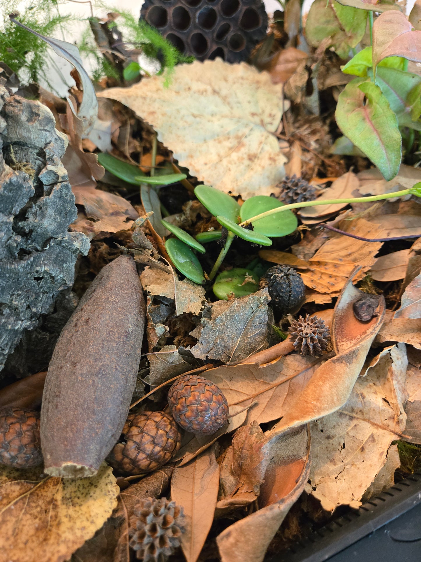 Mini/Nano Seed Pod Variety Pack - 35 Pieces