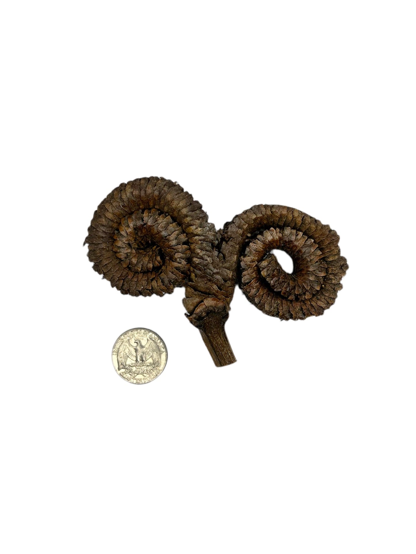 Ram's Horn Seed Pod