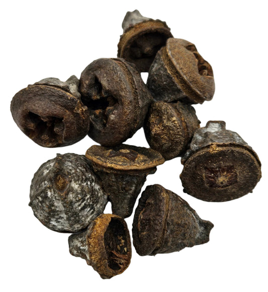 Eucalyptus Seed Pods