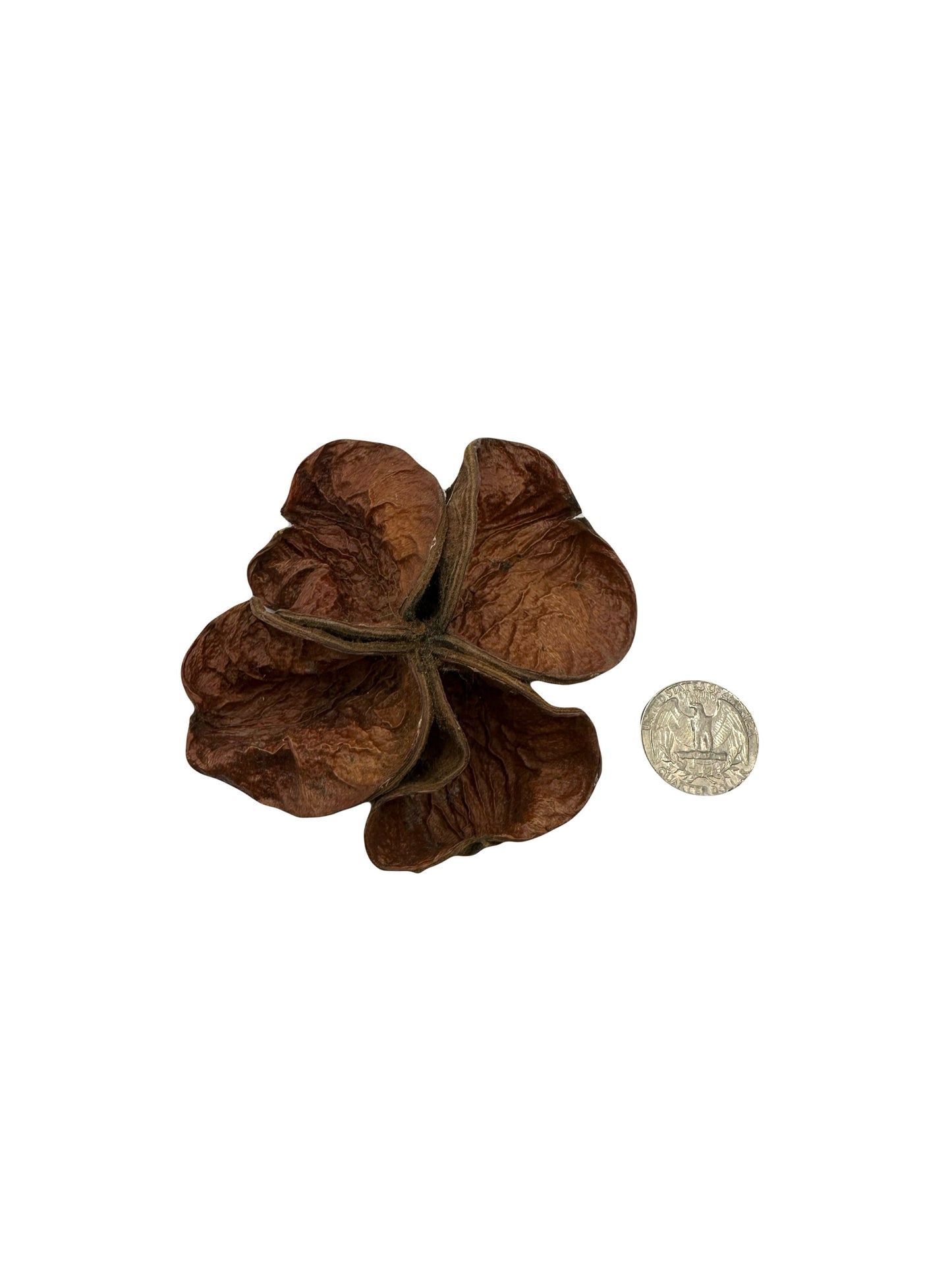Land Lotus Pod