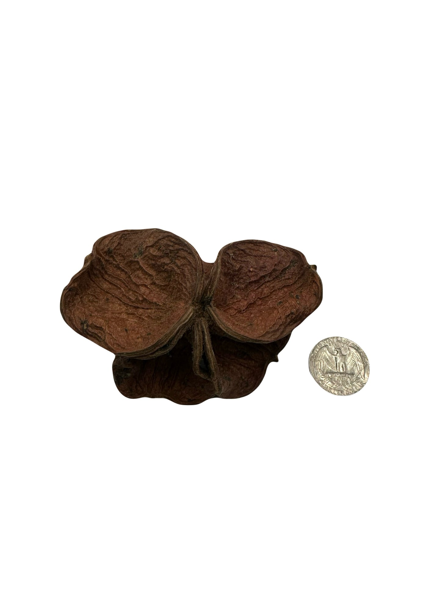 Land Lotus Pod