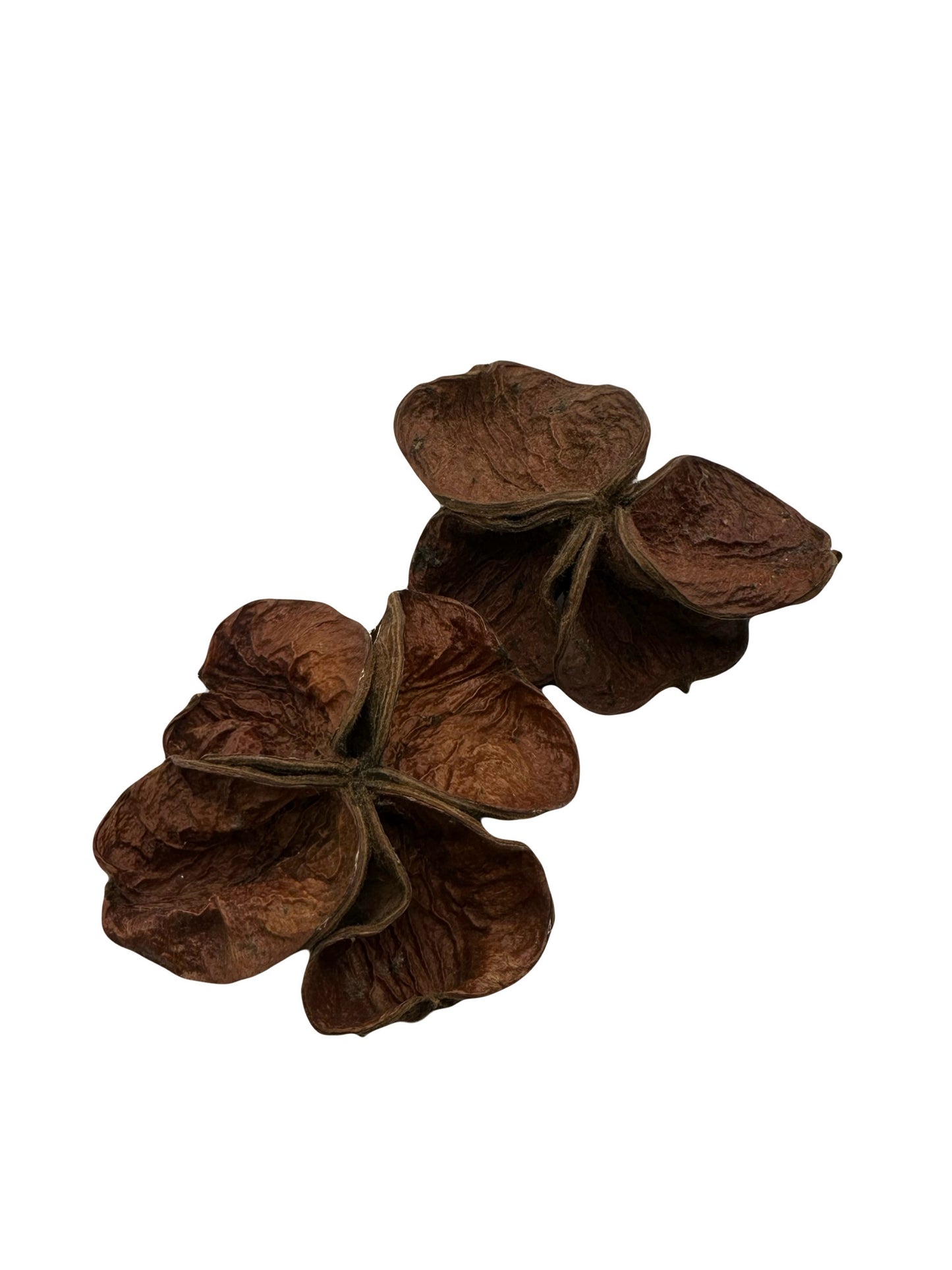 Land Lotus Pod