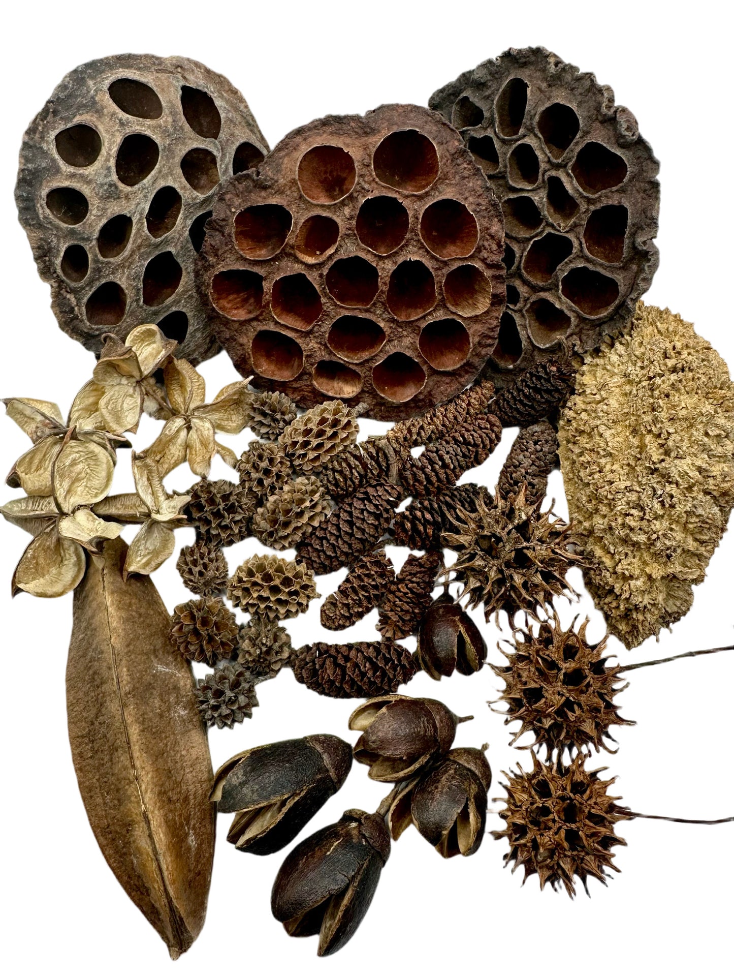 Botanical Seed Pod Variety Pack - 38 Pieces