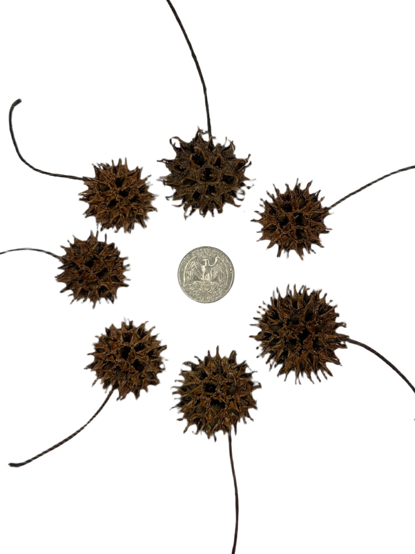 Sweetgum Pods