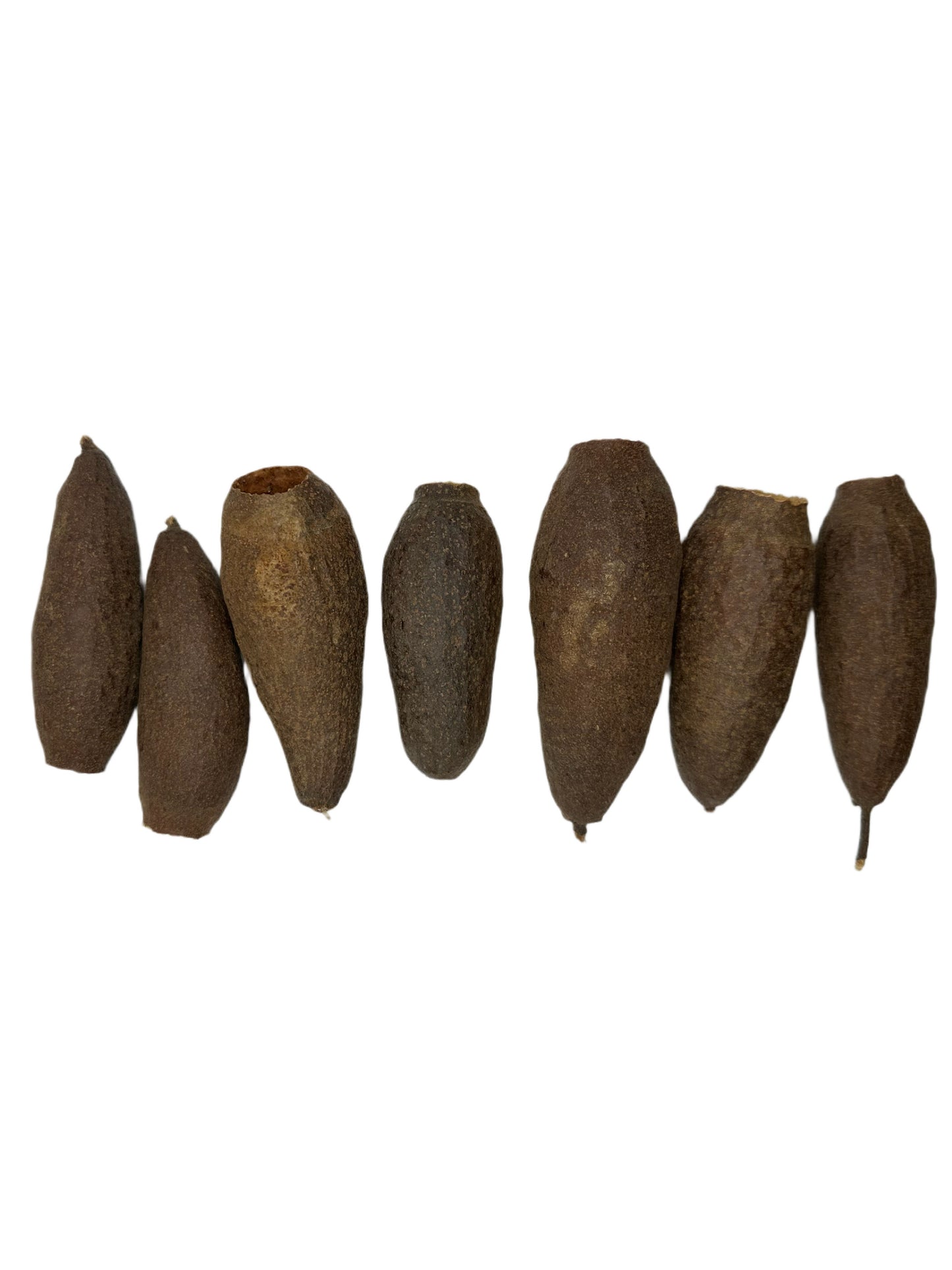 Trumpet Seed Pod