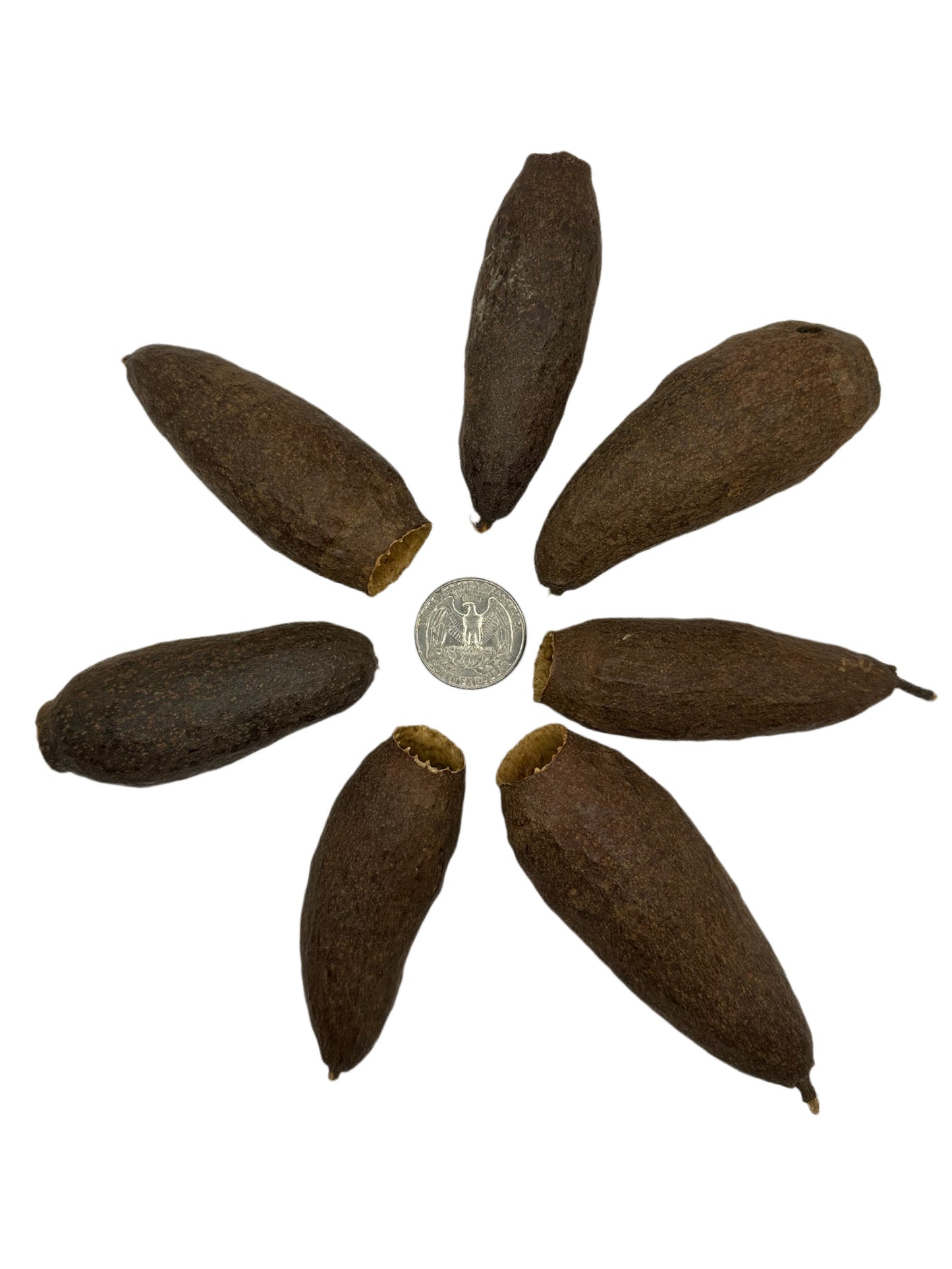 Trumpet Seed Pod