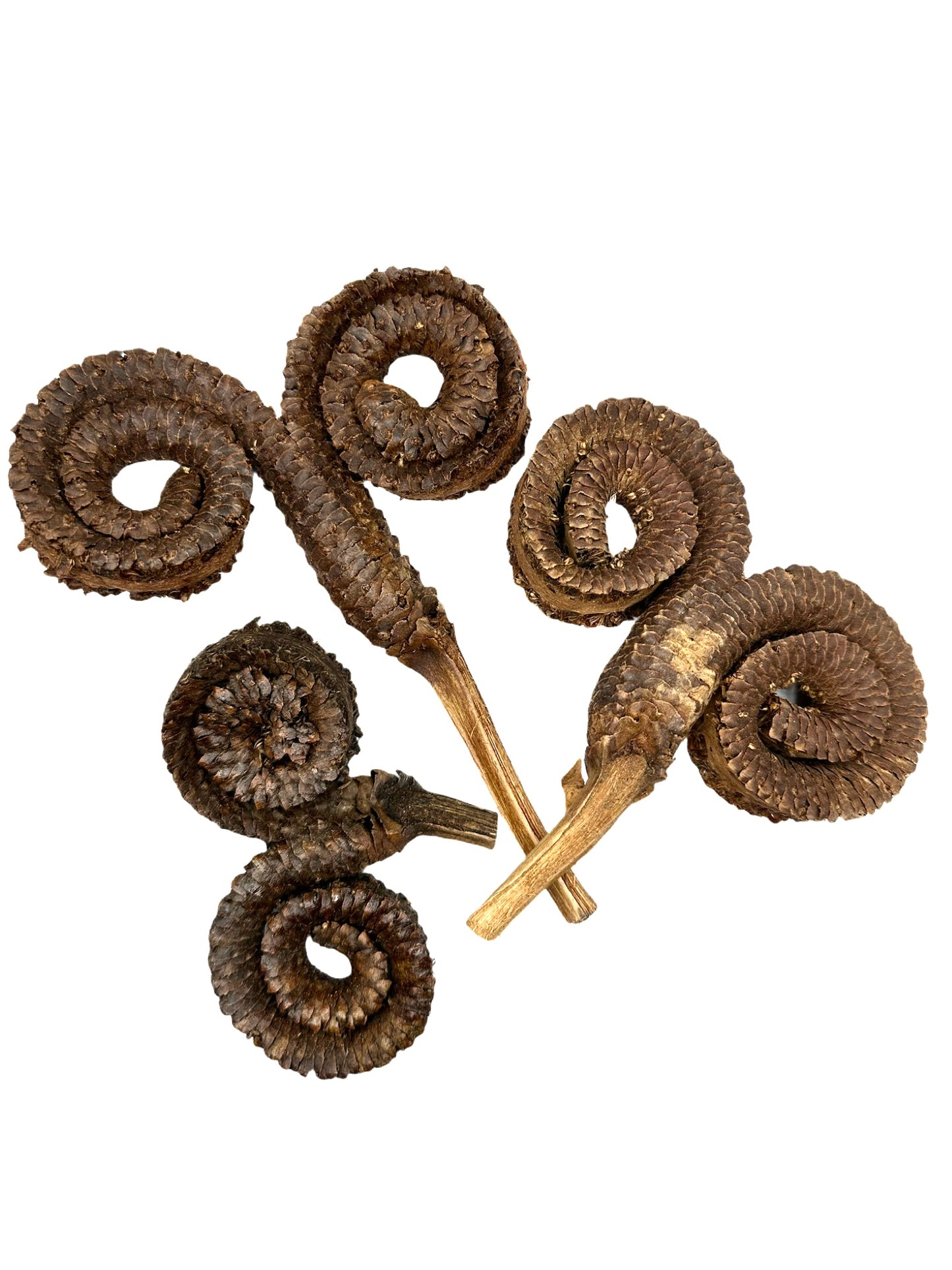 Ram's Horn Seed Pod