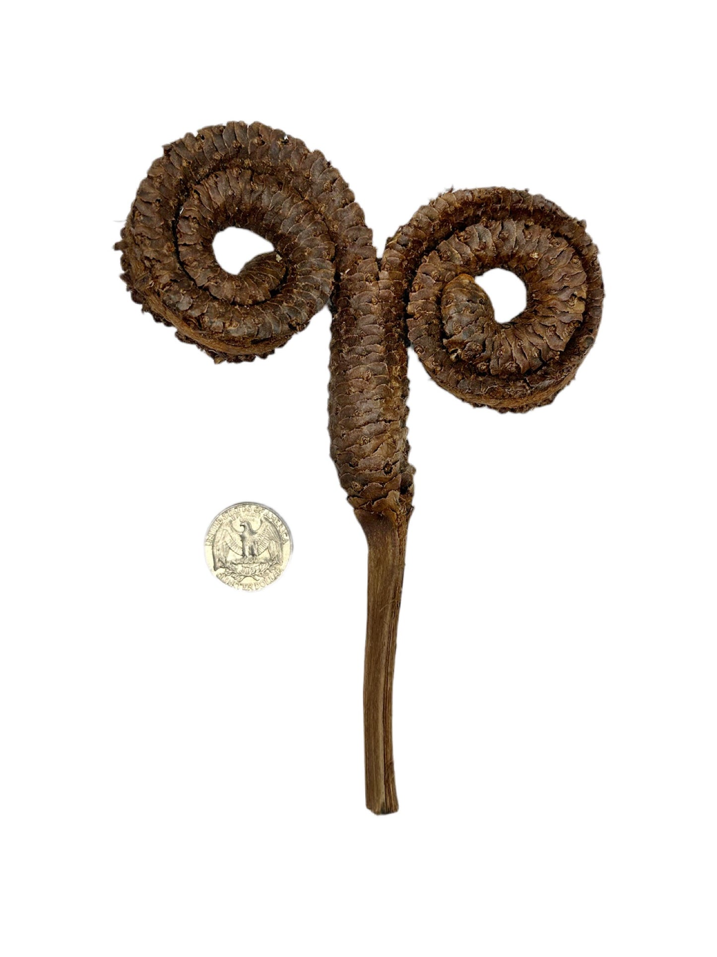 Ram's Horn Seed Pod