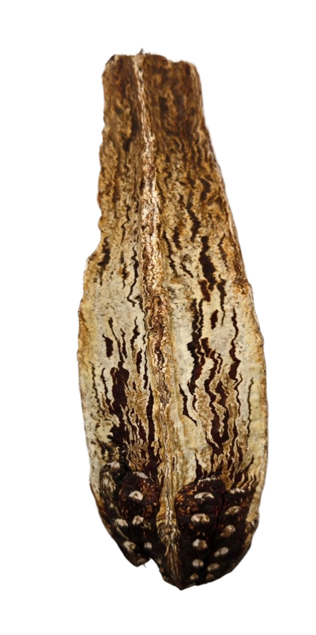 Mahogany Seed Pod