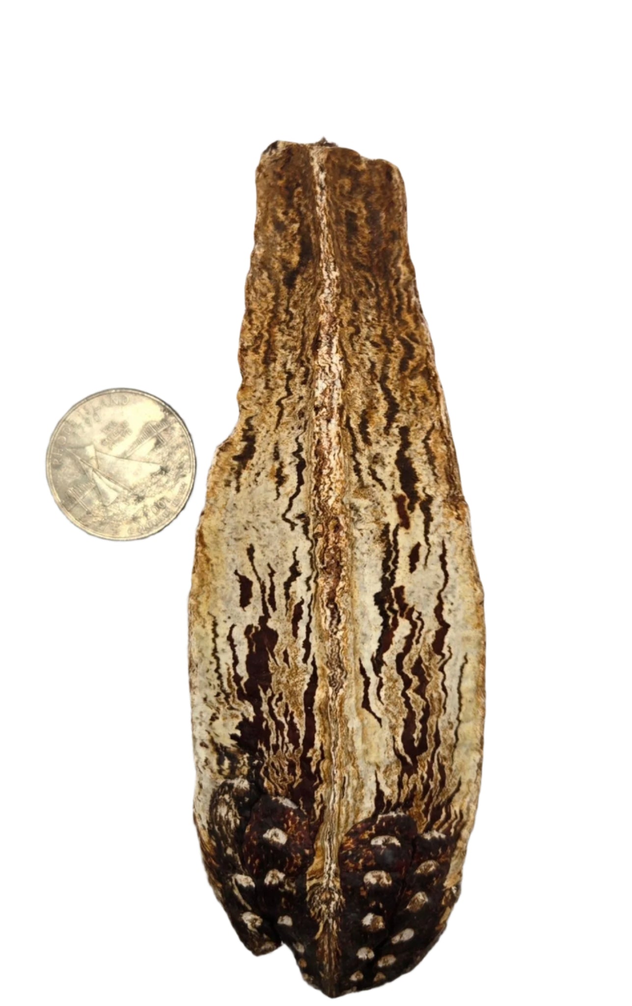 Mahogany Seed Pod