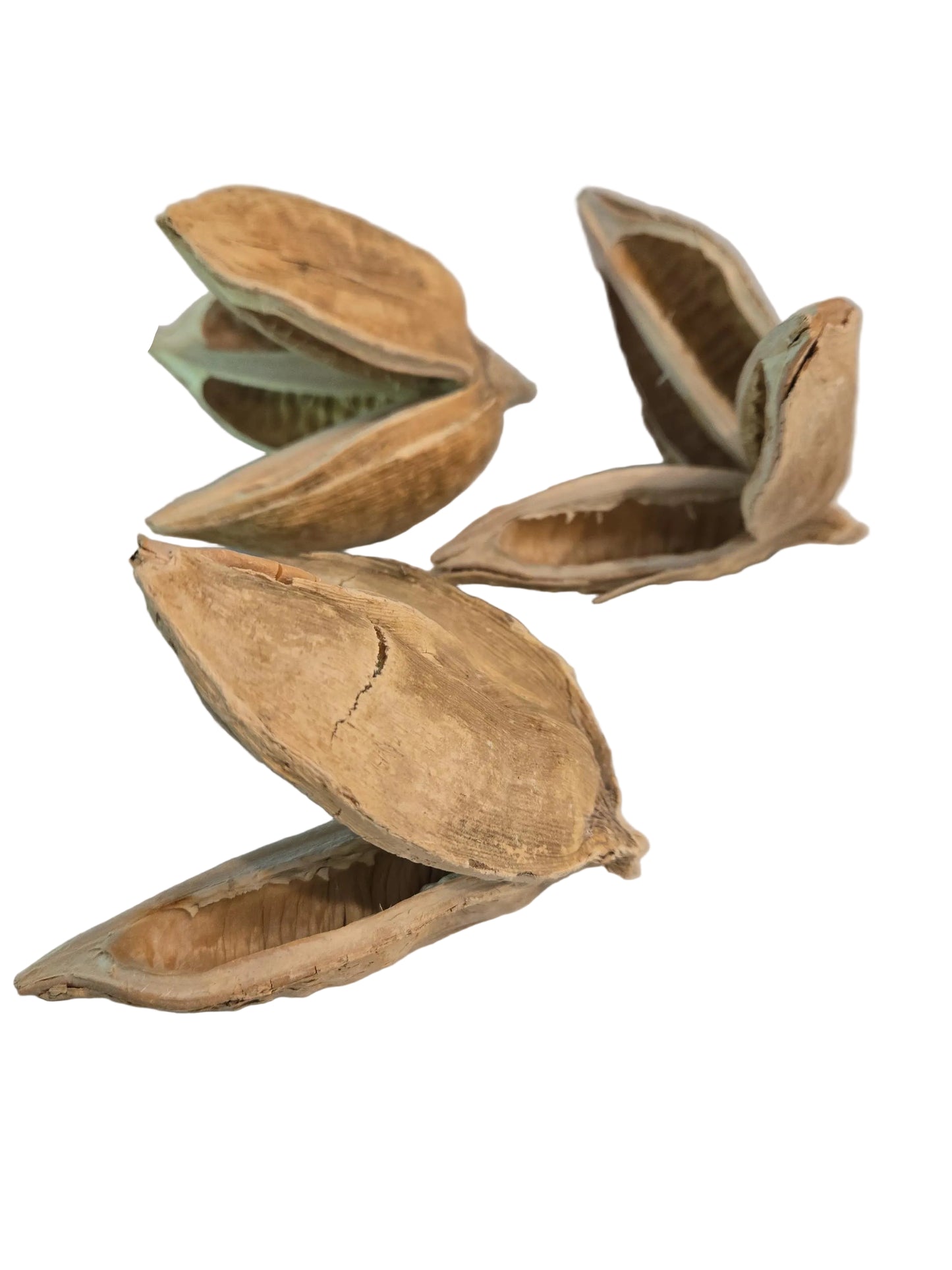 Three bleached and textured dried flower pods with three petals.