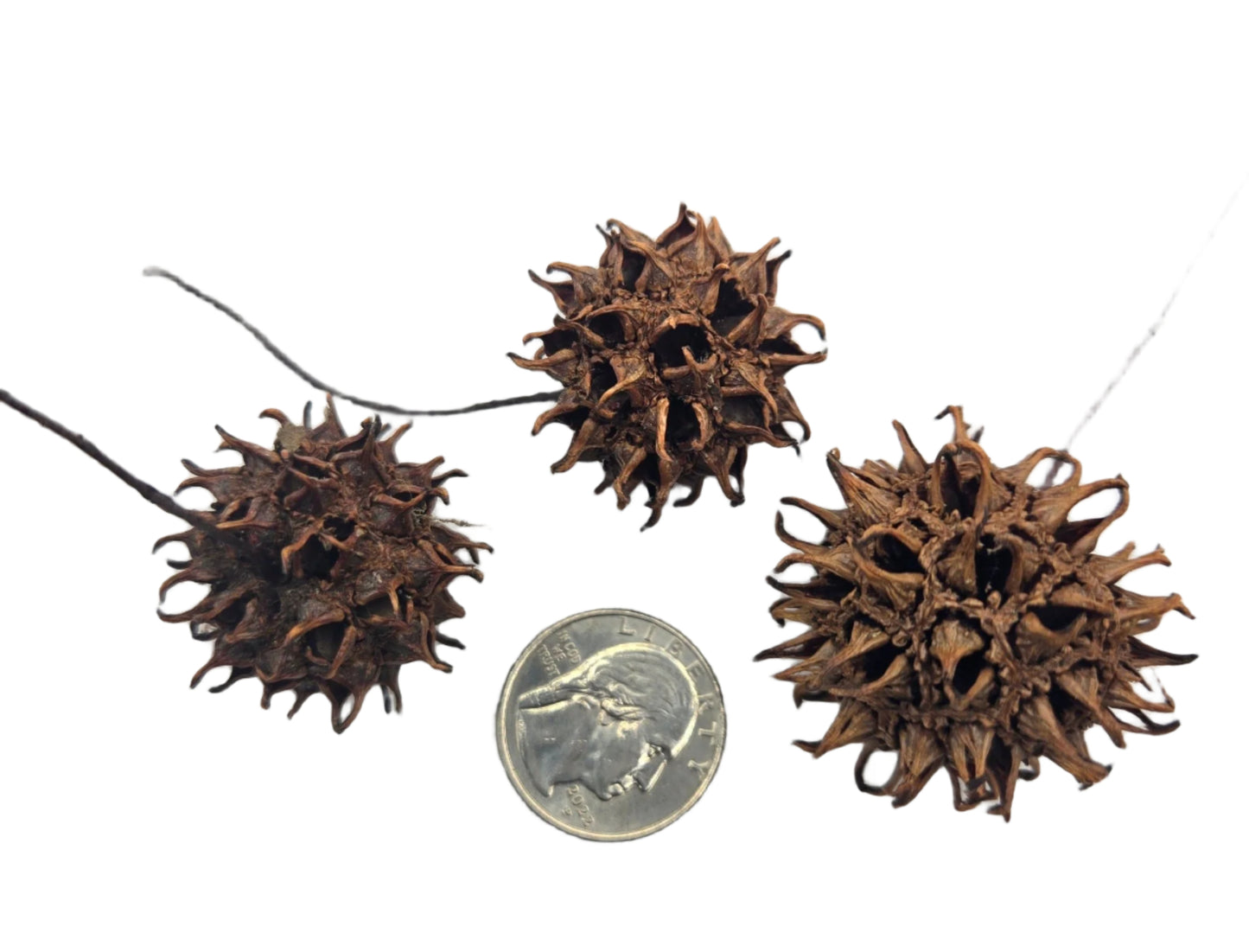 Sweetgum Pods