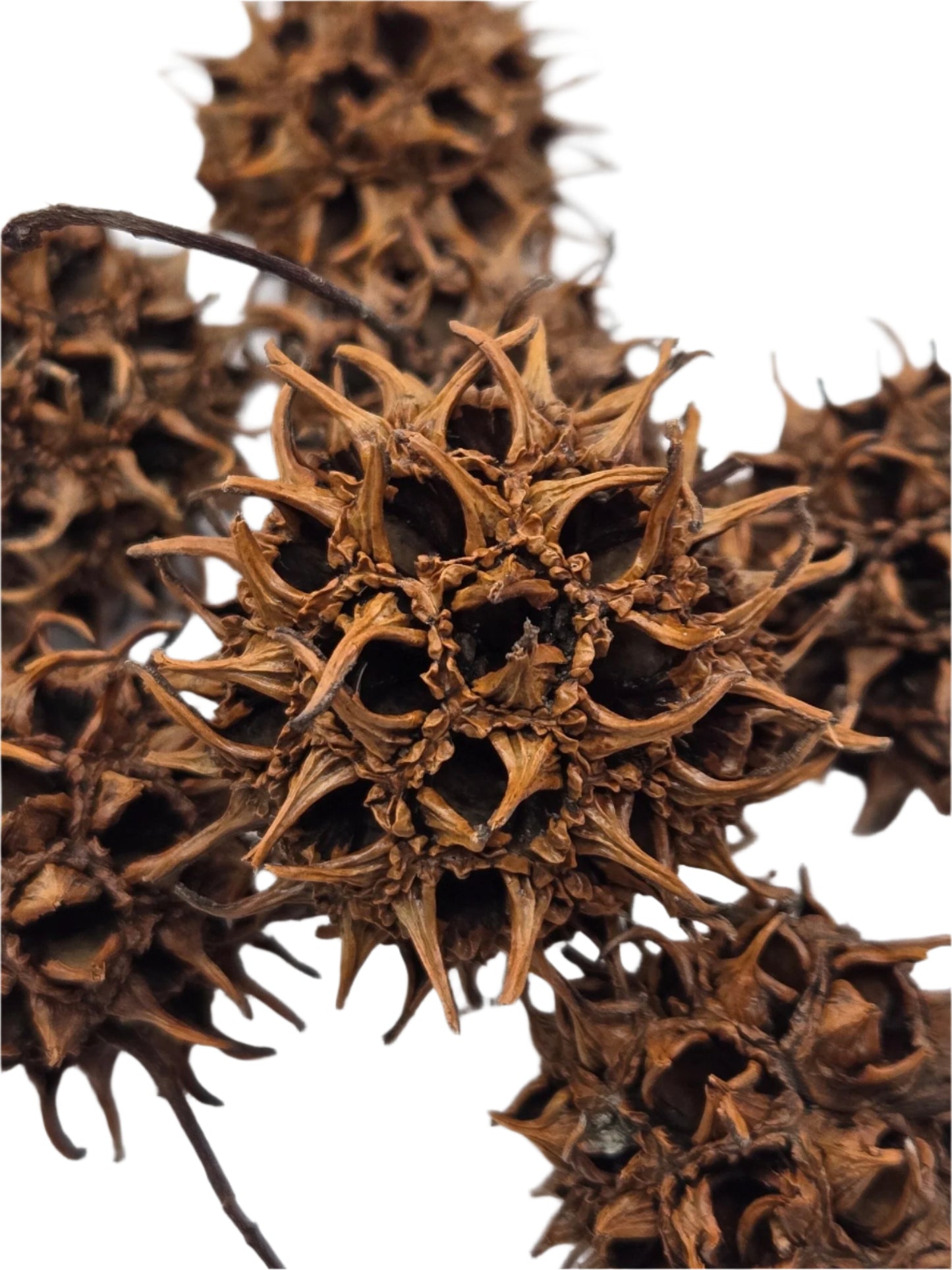 Sweetgum Pods