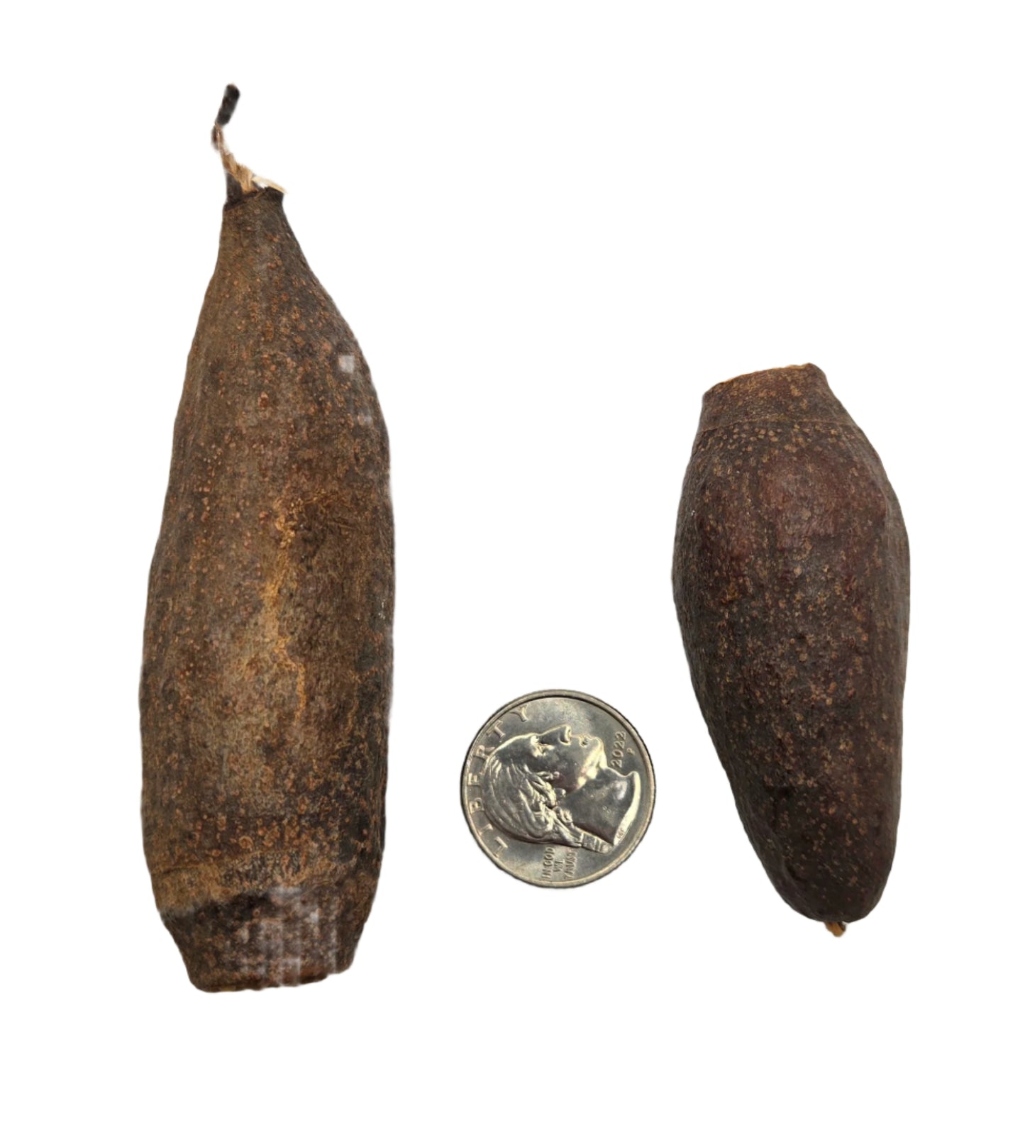 Trumpet Seed Pod