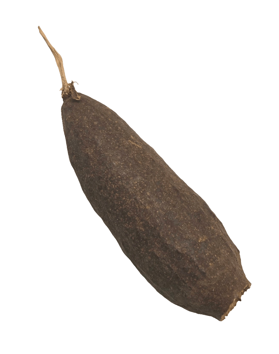 Trumpet Seed Pod