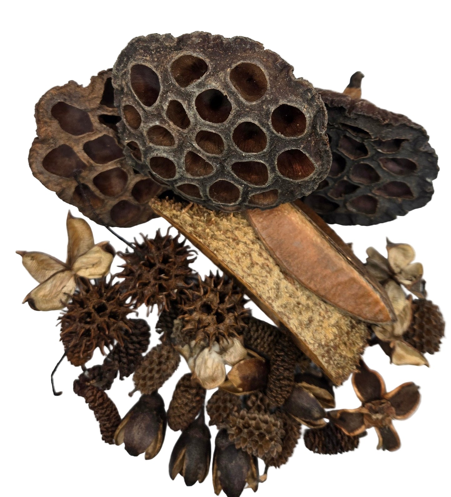 Botanical Seed Pod Variety Pack - 38 Pieces