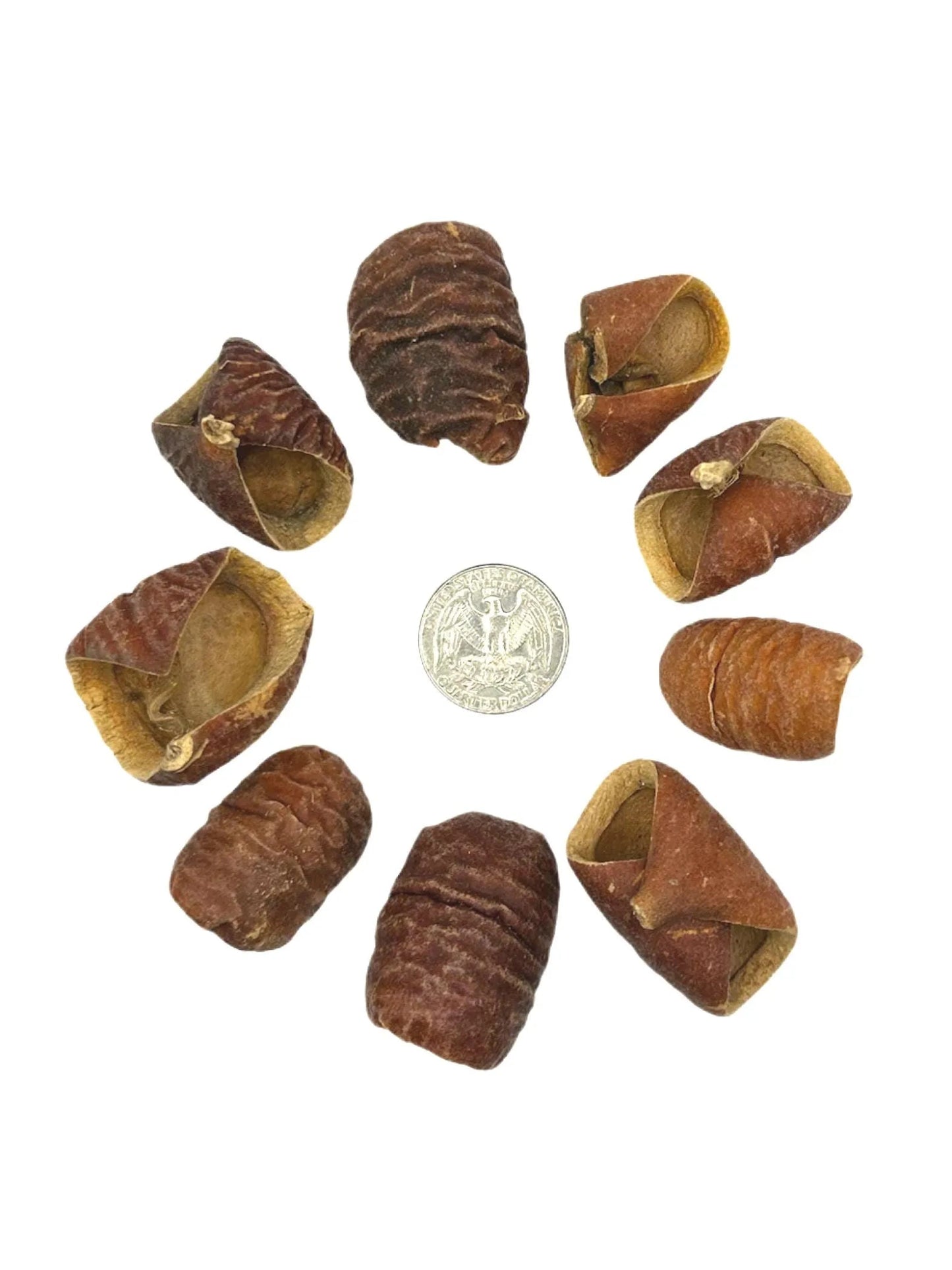 Dysoxylum Lafia Seed Pods