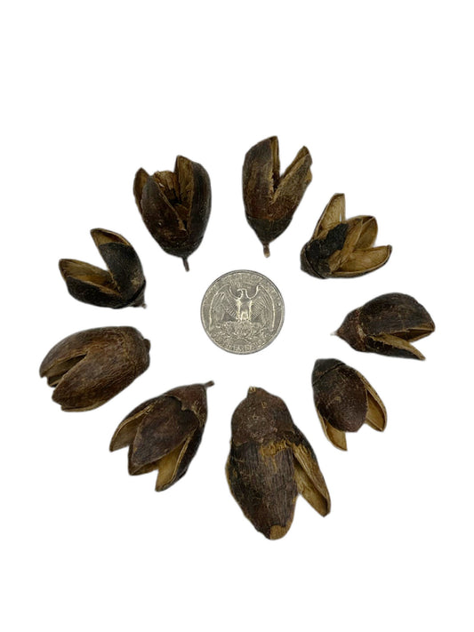 Bakuli Pods