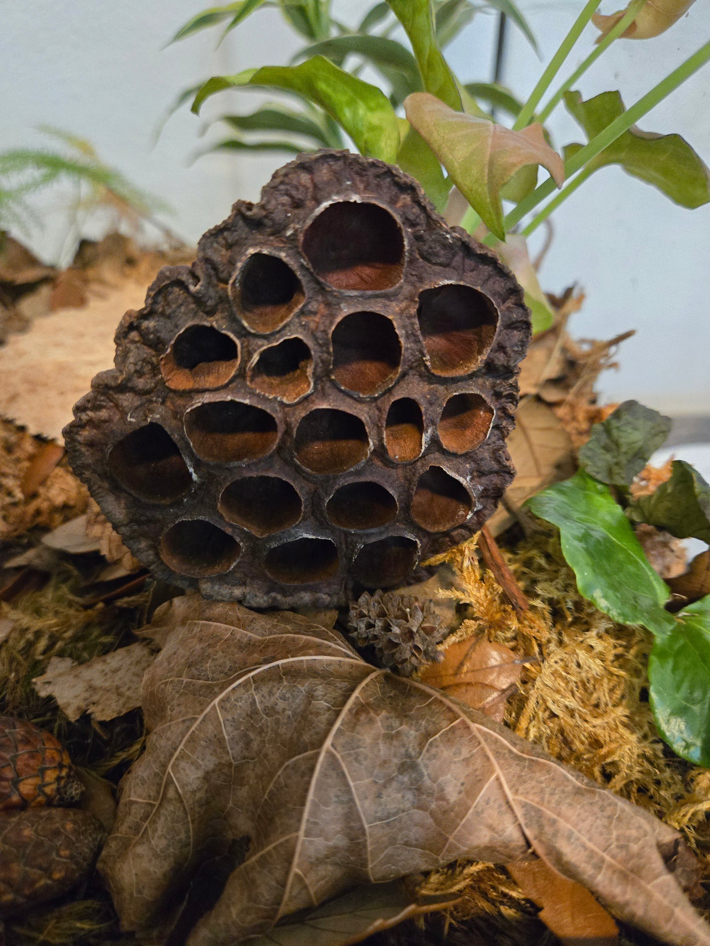 Lotus Seed Pod Heads