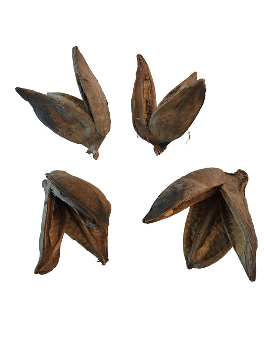 Dried dark brown flower shaped botanicals that are textured.