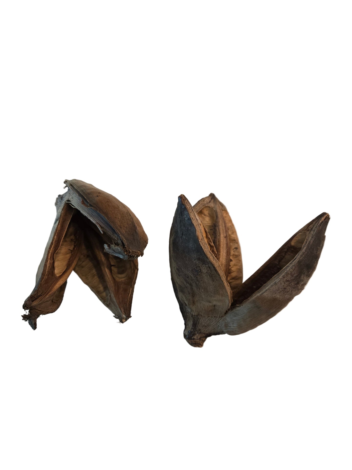 Two dried plant pods on a light-colored surface