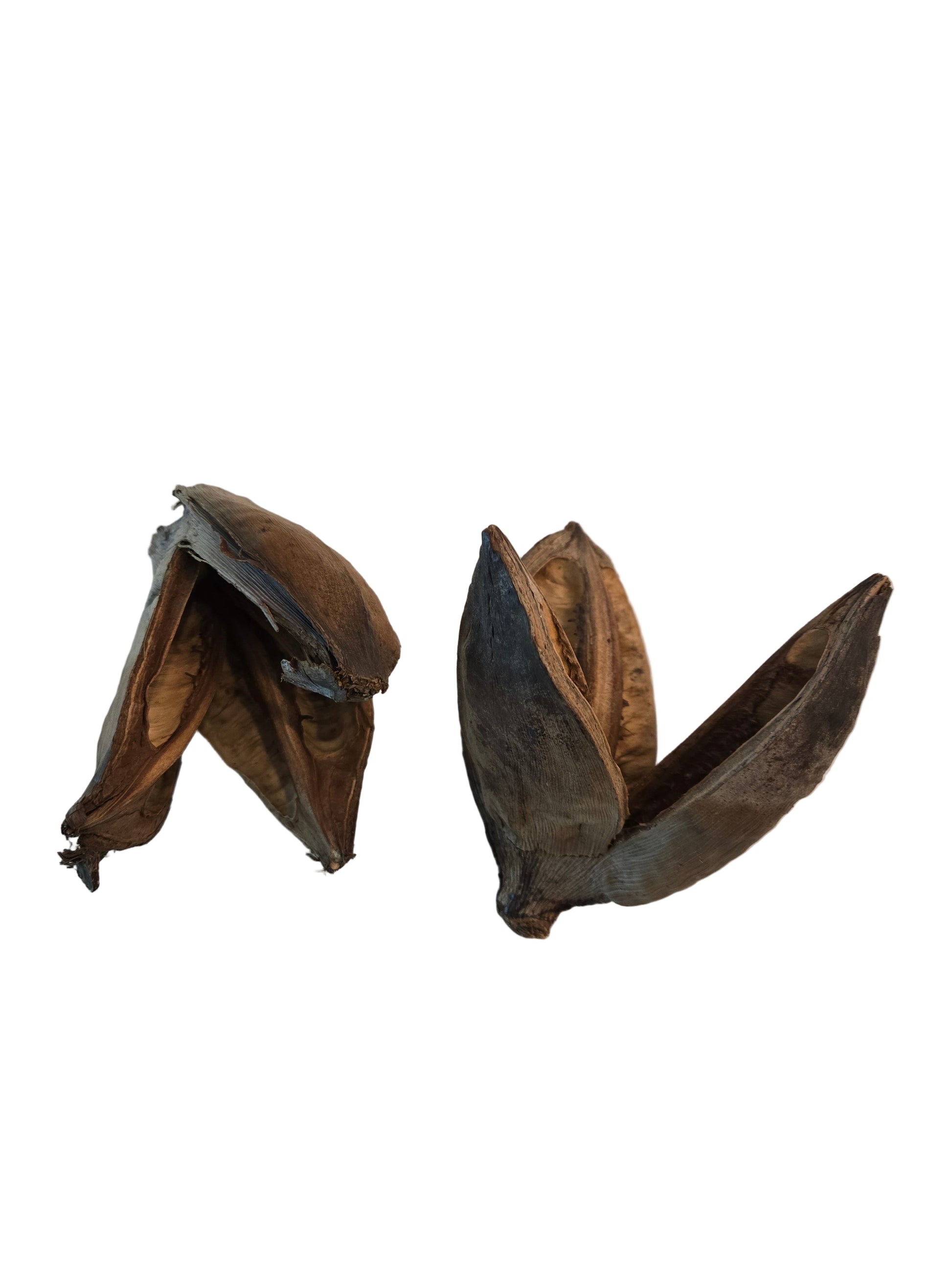 Two dried plant pods on a light-colored surface