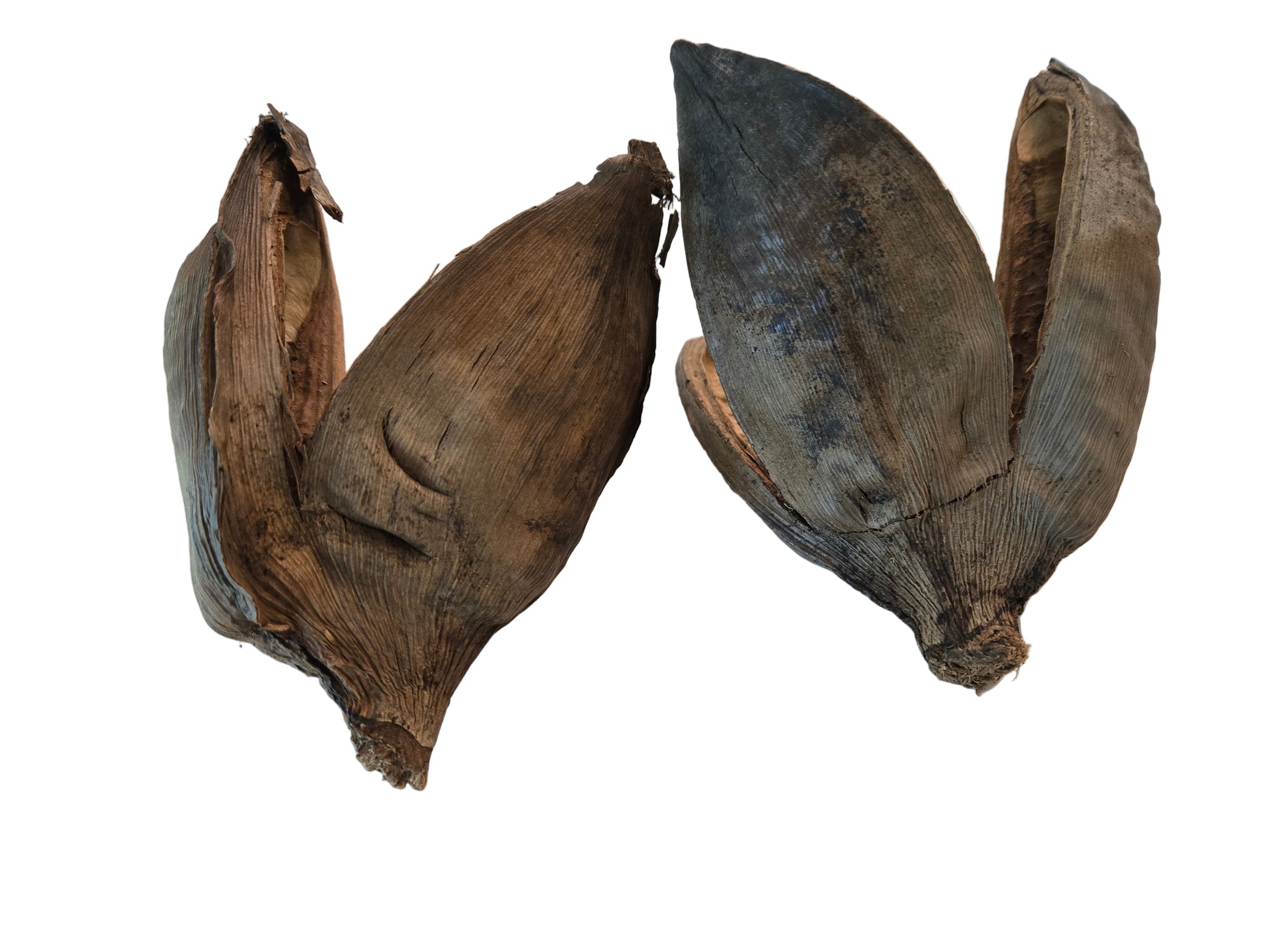 Two dried plant pods on a white surface