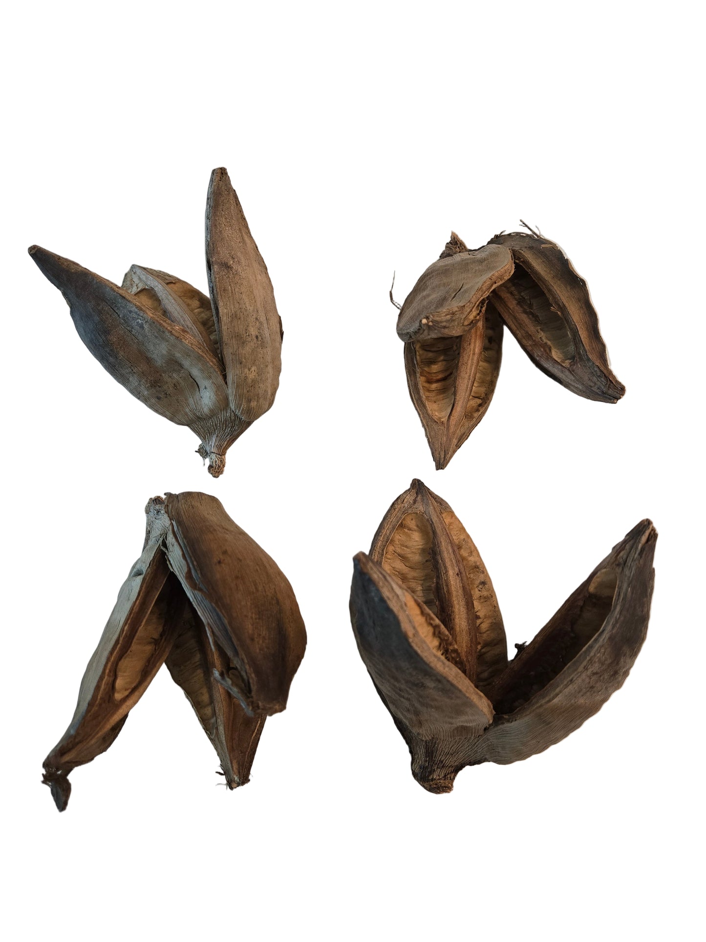 Four dried brown fruit or seed pods on a white surface