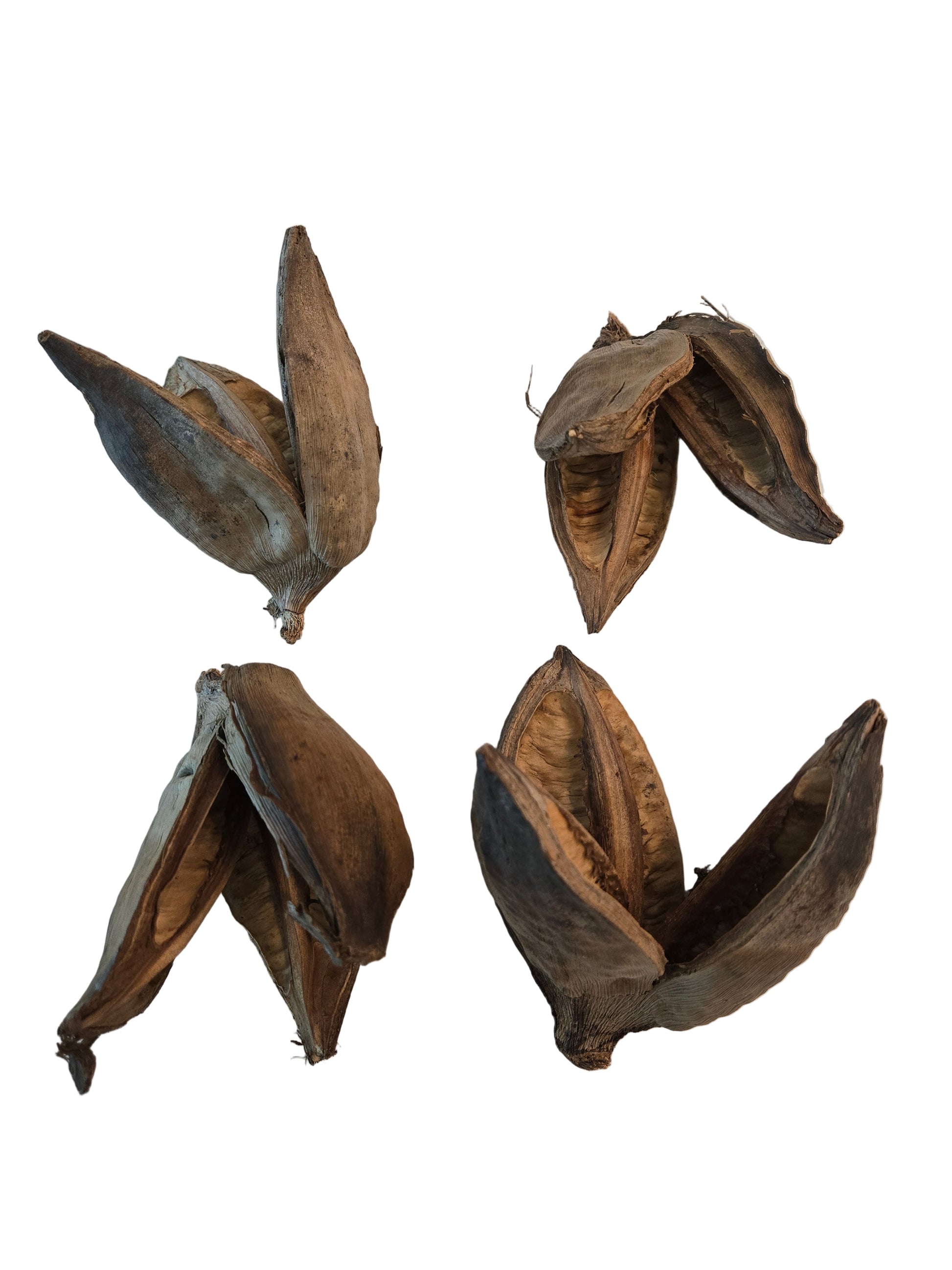 Four dried brown fruit or seed pods on a white surface