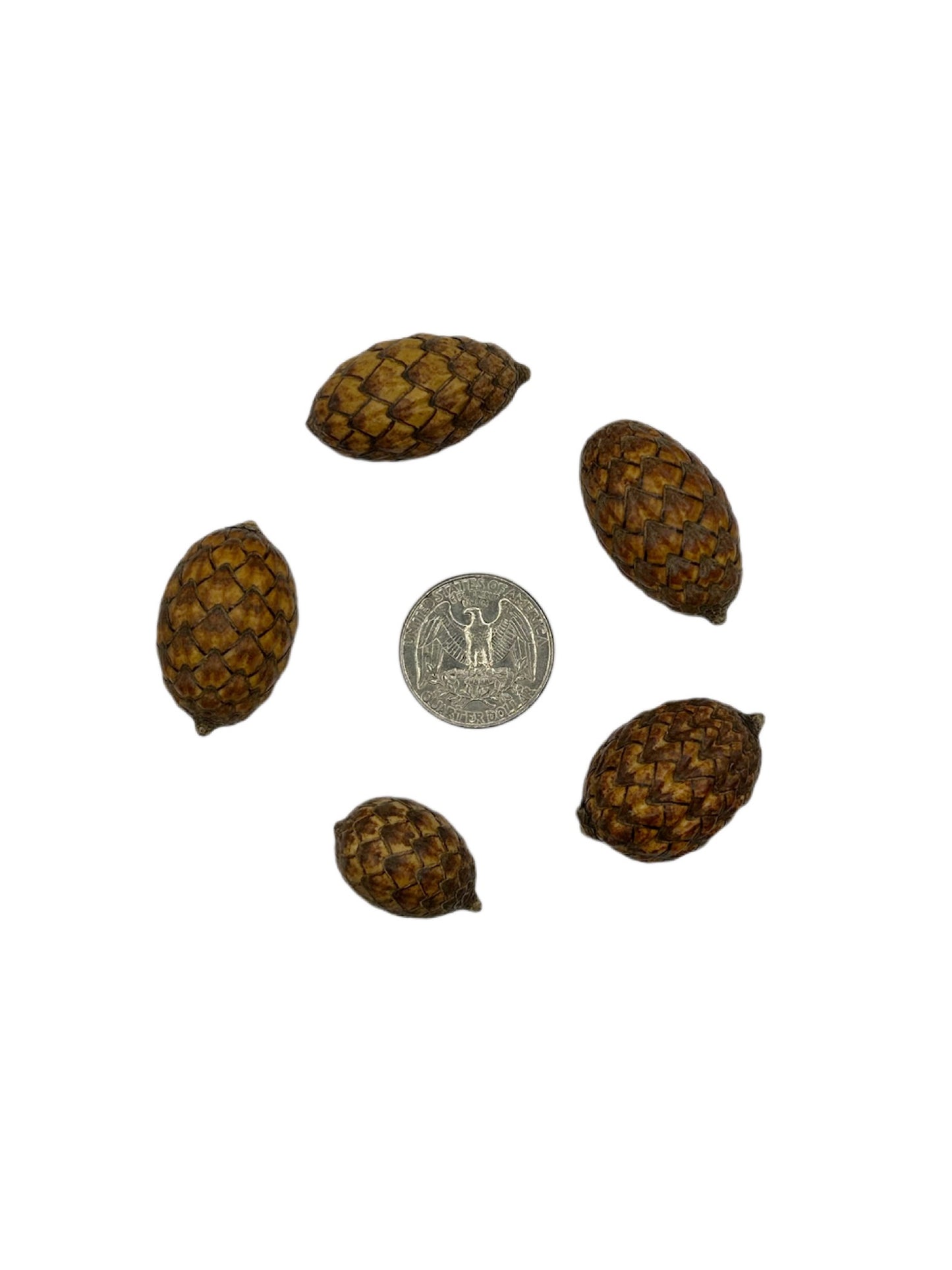 Cane Fruit Rattan Pod