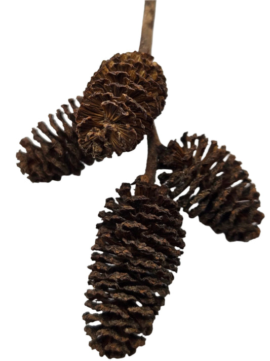 Alder Cones