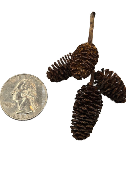 Alder Cones