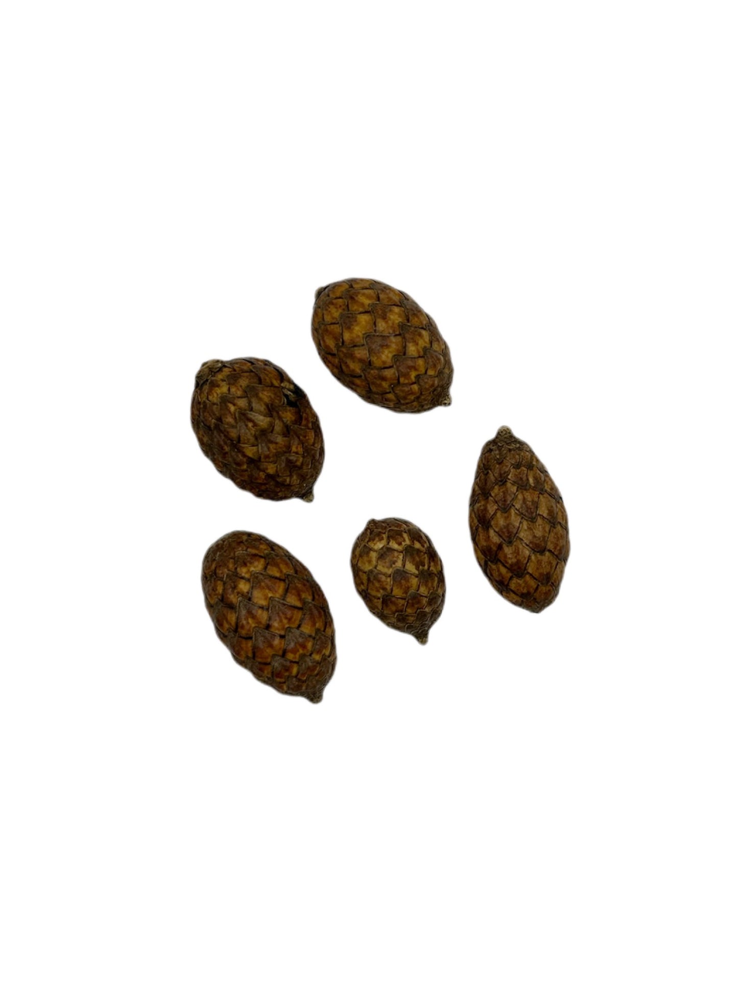 Cane Fruit Rattan Pod
