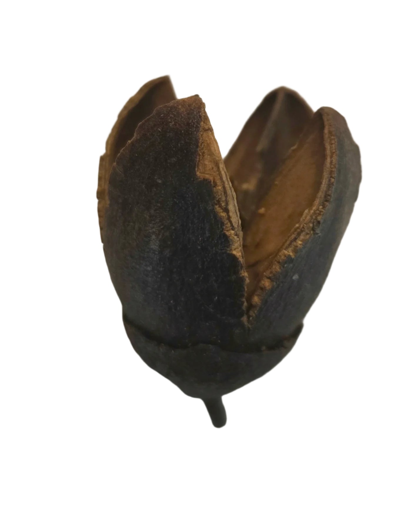 Bakuli Pods