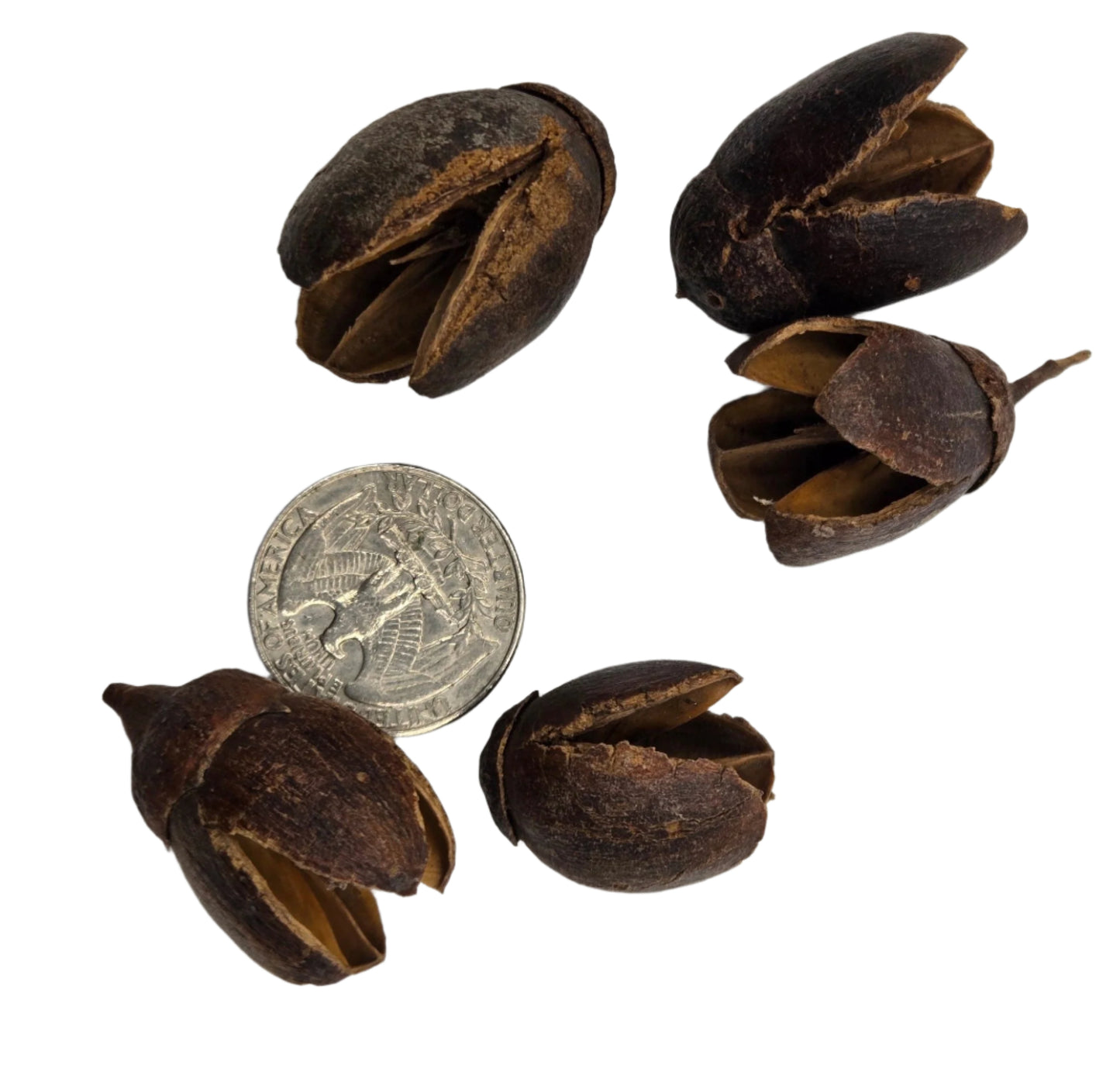 Bakuli Pods