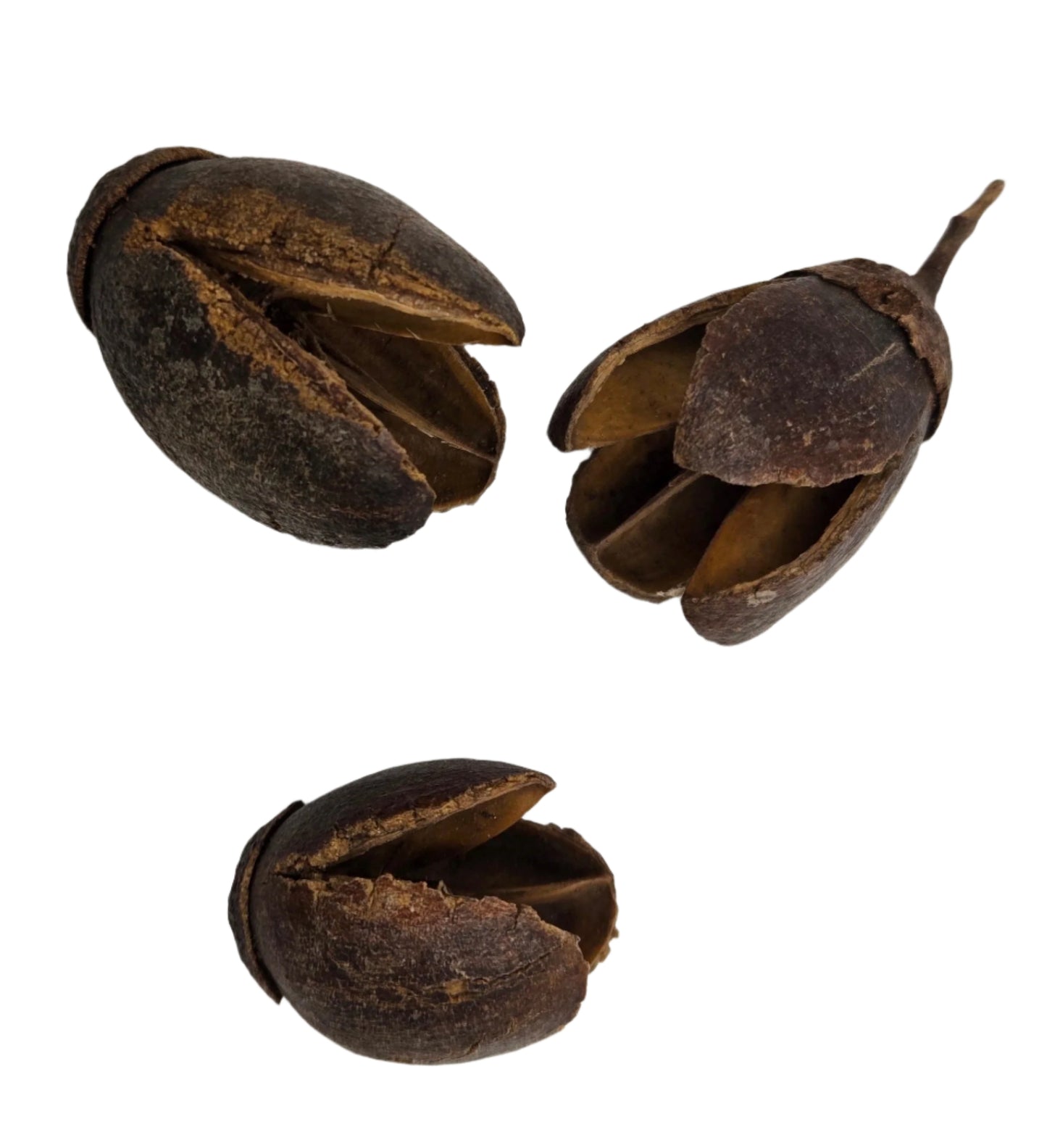Bakuli Pods
