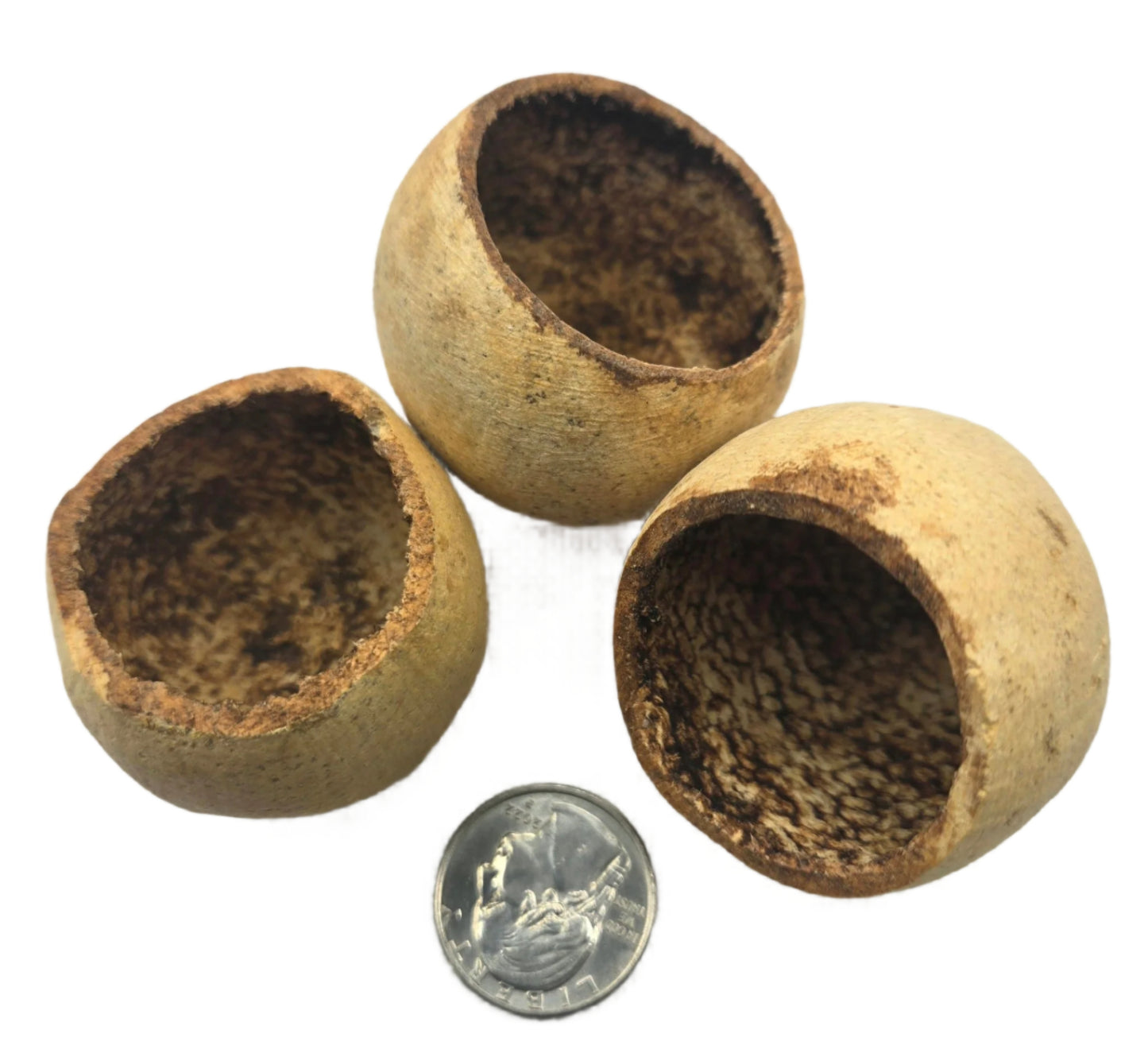 Bell Cups