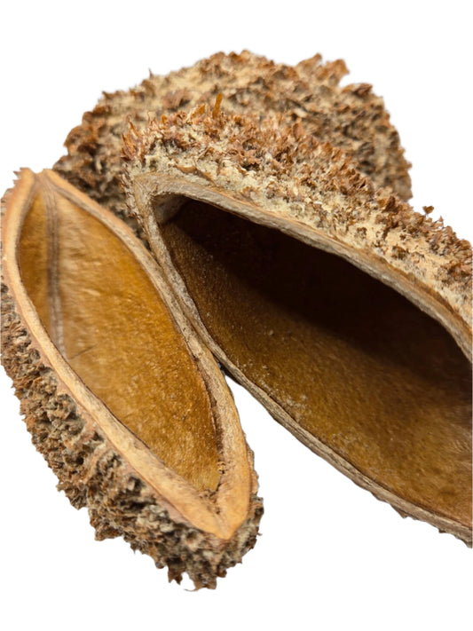 Bolsa Pastor Urchin Pods