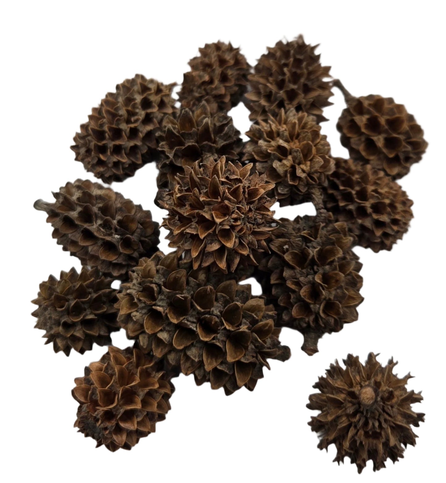 Casuarina Cones