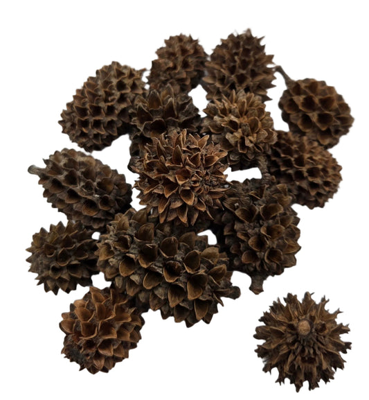 Casuarina Cones