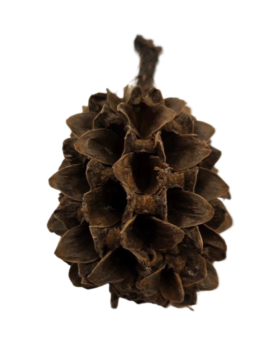 Casuarina Cones