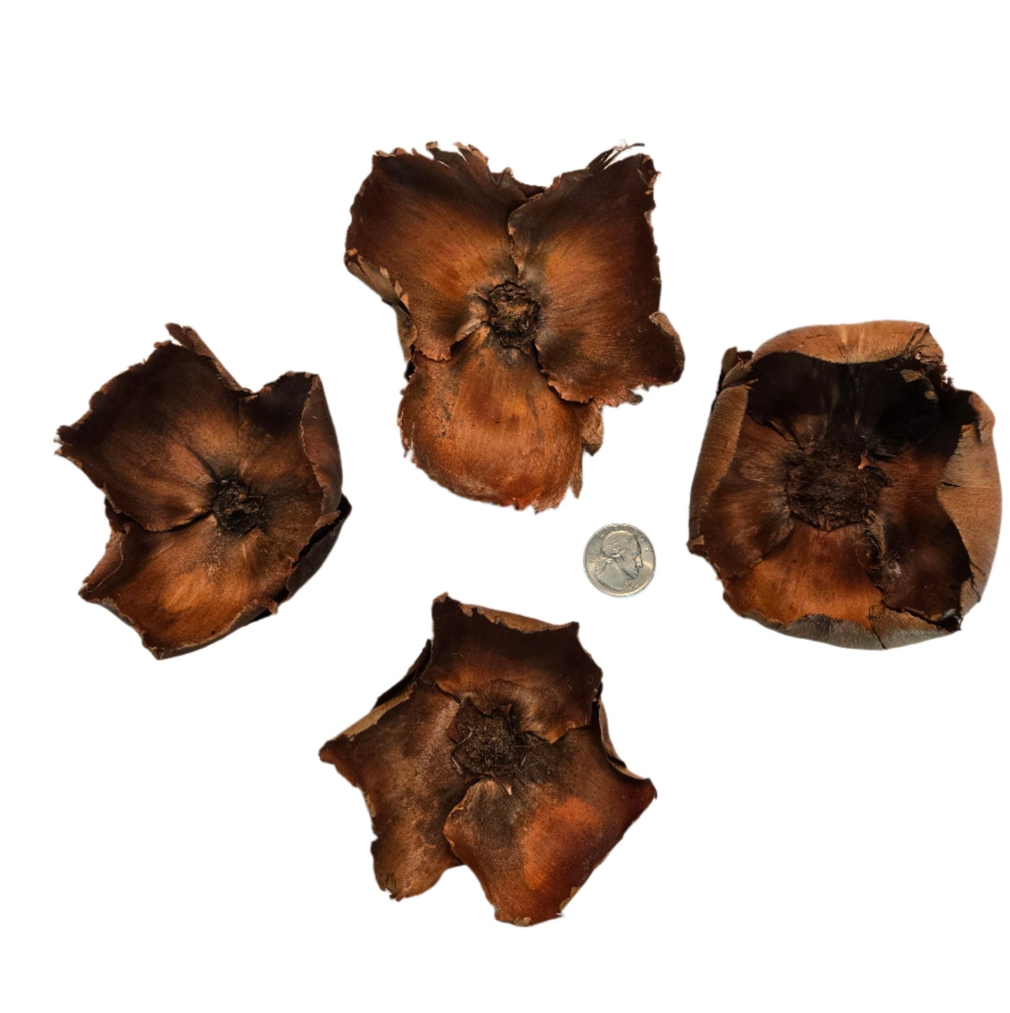 Coco Flowers (Dried Palm Caps)