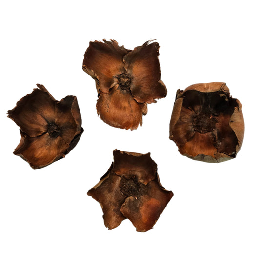 Coco Flowers (Dried Palm Caps)