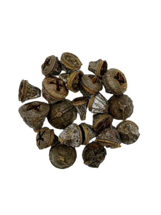 Eucalyptus Seed Pods
