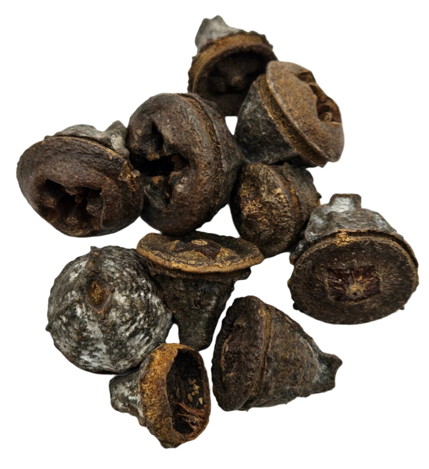 Eucalyptus Seed Pods