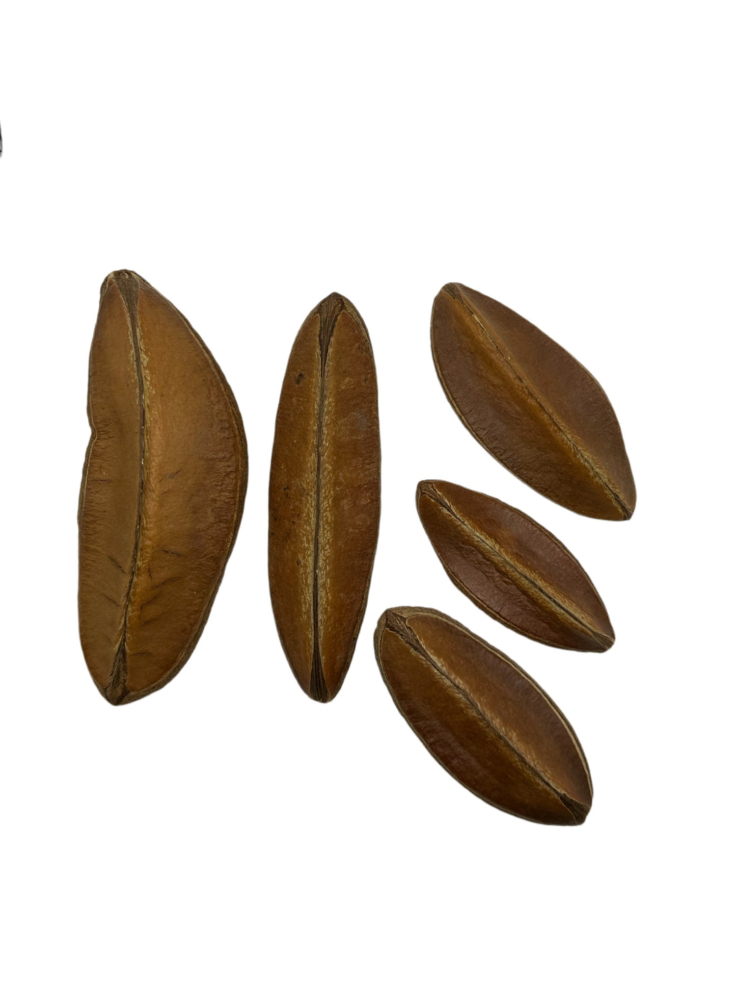 Antiquorum Triangle Pods