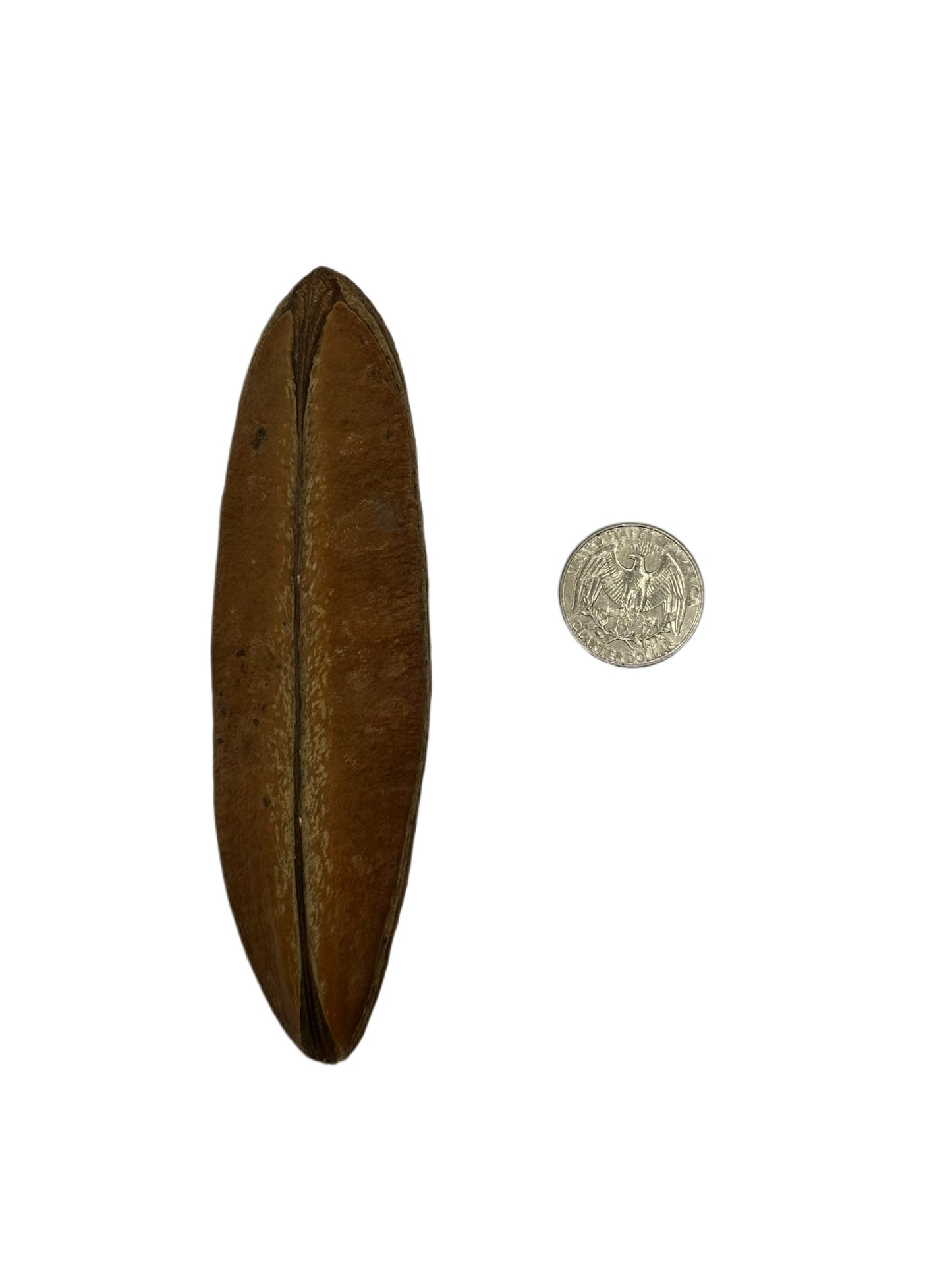 Antiquorum Triangle Pods