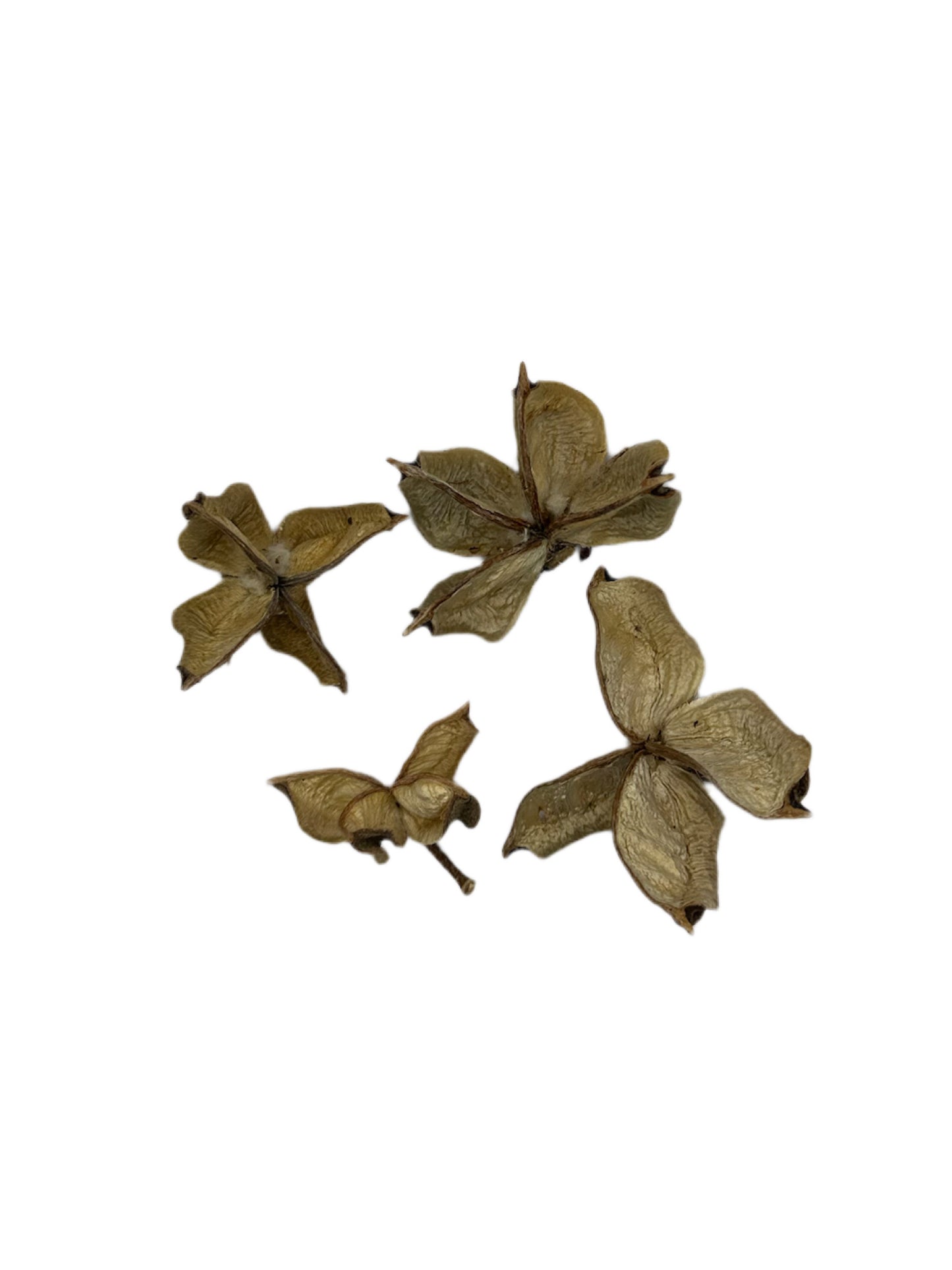 Cotton Flower Pod