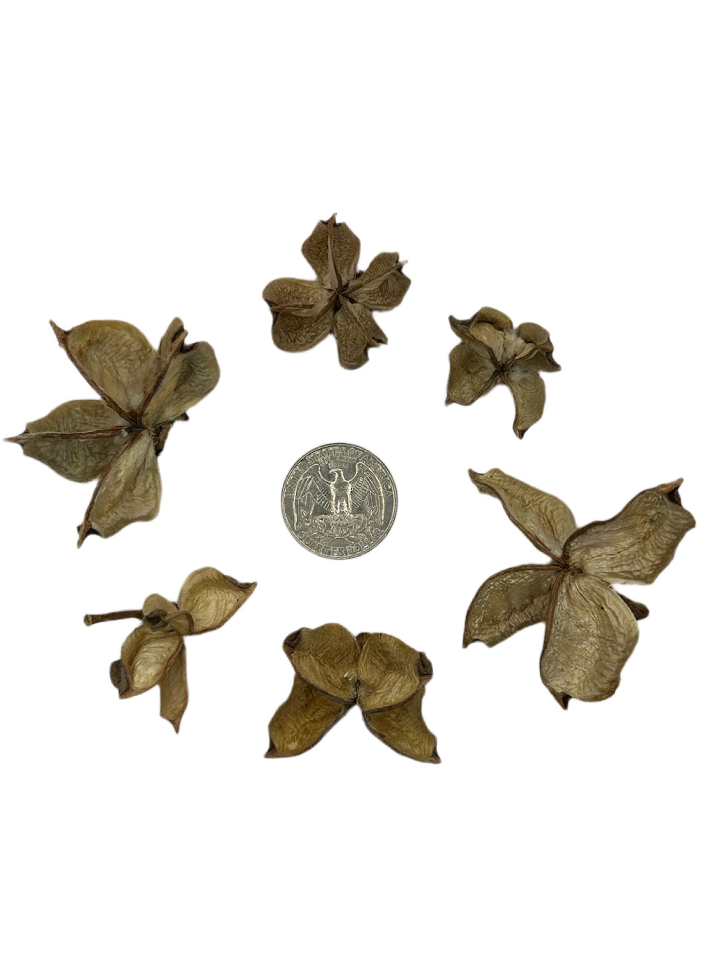 Cotton Flower Pod