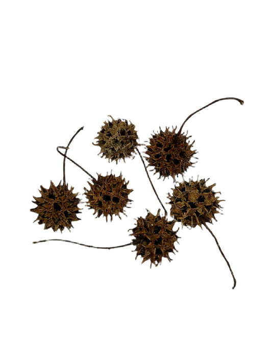Sweetgum Pods